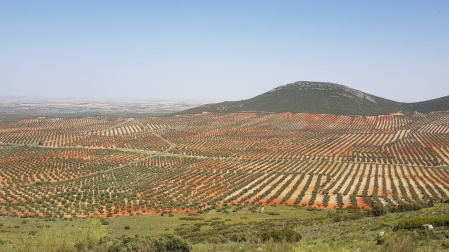 Campo de olivos en Mora (Toledo)