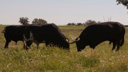 TOROS DE VICTORIANO DEL RIO