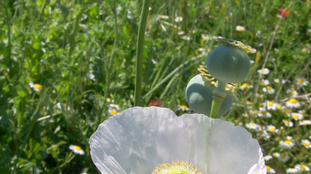 La amapola o dormidera (del género Papaver) son angiospermas con altas cantidades de sustancias alcaloides. Estas tienen propiedades sedantes y de ellas se sintetiza el opio, concretamente de Papaver somniferum.