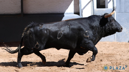 Primer toro