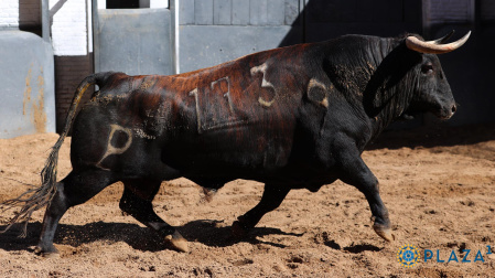 Segundo toro