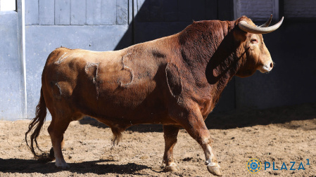 Así son los toros que se van a lidiar en Las Ventas esta tarde