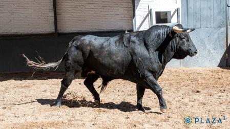 "Botinero", último toro de Pablo Hermoso de Mendoza en Madrid