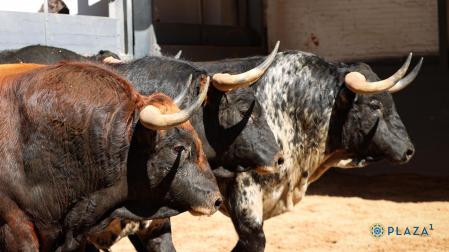 Estos son los impresionantes toros para el la primera actuación de Roca Rey este año en Las Ventas