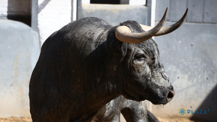 Estos son los temibles toros de José Escolar para la corrida de este martes 4 de junio en Las Ventas