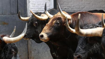 Estos son los impresinantes toros de Victoriano del Río para la Corrida de la Cultura