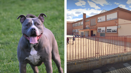 Imagen de un perro de raza pitbull y otra imagen del CEIP La Fuente de Nambroca (Toledo)