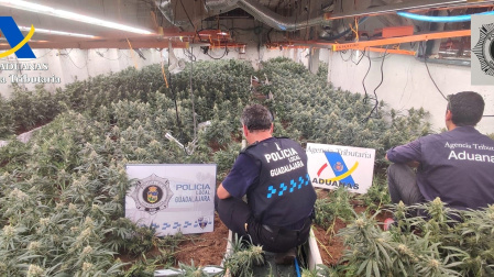 Desmantelan 3 plantaciones de marihuana en Guadalajara: 11 detenidos y 6.000 plantas requisadas