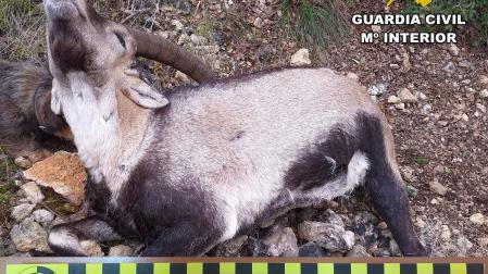 Ejemplar de macho de cabra montés abatida de forma ilegal en Albacete