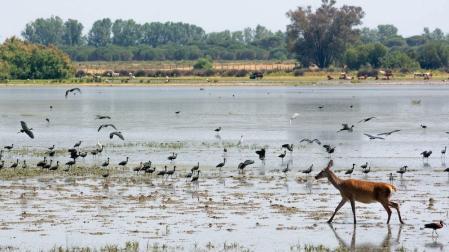 La marisma de Doñana 