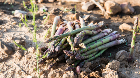 Estos espárragos cultivados en esta zona de Castilla-La Mancha ya cuentan con Denominación de Origen Protegida