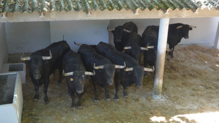 Estos son los serios novillos de Ganadería de Pincha que abren los sanfermines