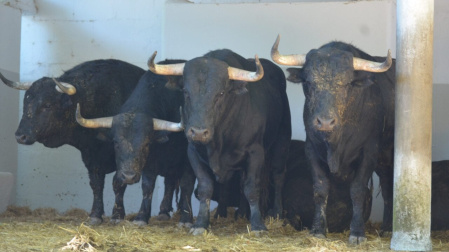 Novillos de Pincha para San Fermín