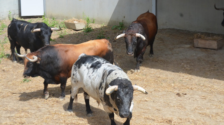 Los toros de Cebada Gago ya esperan en los chiqueros de la plaza de Pamplona