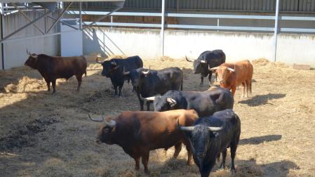 Sorteados los toros de Domingo Hernández para el debut de Juan Ortega en Pamplona