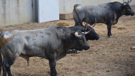 Sábado 13 y José Escolar, una mezcla explosiva. Los toros ya esperan en los corrales del Encierro