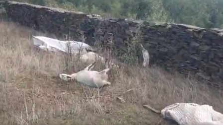 Aparecen 15 ovejas muertas tras el ataque de unos lobos en un pueblo de Guadalajara