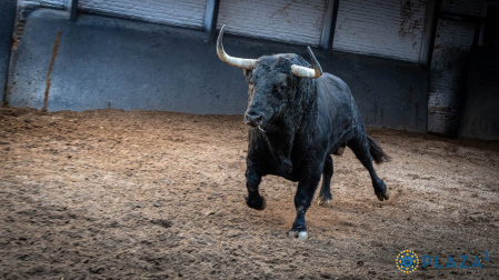 Enrique Ponce se despide de Madrid con ""Requiebro", estos son los toros para hoy