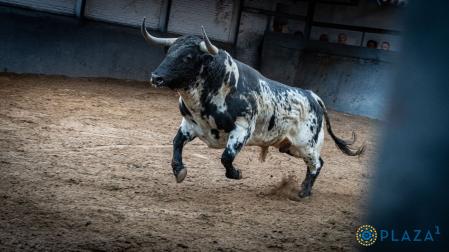 Estos son los poderosos novillos que se lidiarán esta tarde en Las Ventas