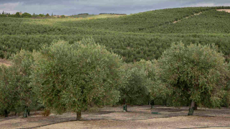 Olivares de la Finca Hualdo