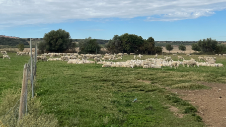 Ovejas manchegas en uno de los prados de la Finca Hualdo