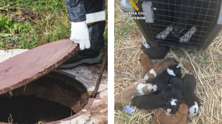 Perra y sus nueve cachorros rescatados por la Guardia Civil en Alcubillas (Ciudad Real)