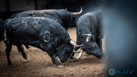 Así son los toros de Fuente Ymbro para esta tarde de otoño en Madrid