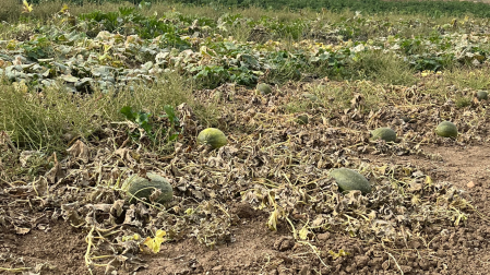 Plantación de melón 'mochuelo' en La Huerta de Hualdo (Toledo)