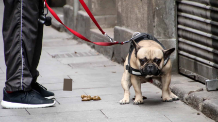 ¿Cuánto es la multa por no recoger las heces de perro?