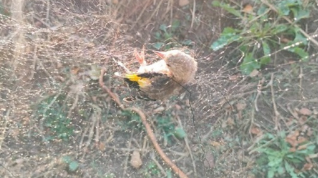 Jilguero cazado en Piedrabuena (Ciudad Real)