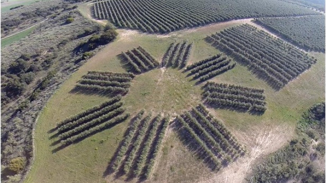 Ensayo de orientaciones (centro de la imagen) y anchos de calle en norte-sur (derecha), establecido por la UPM en la Puebla de Montalbán (Toledo), financiado por las empresas Casas de Hualdo, Todolivo, Regaber y Agromillora