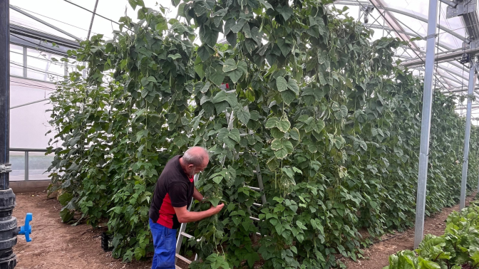 Santiago López, horticultor de la Finca Hualdo manipulando una plantación de pepinos