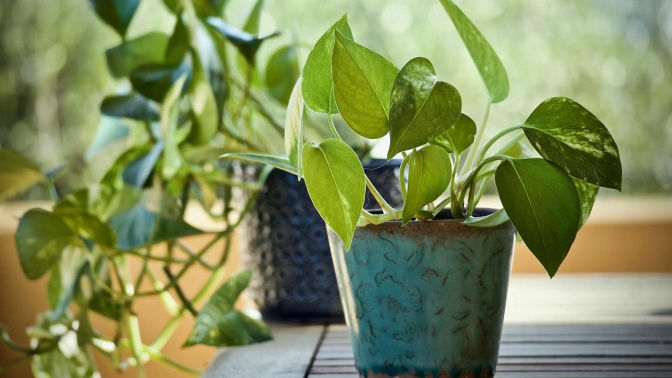 El motivo por el que se está pidiendo a la gente tener esta planta en casa