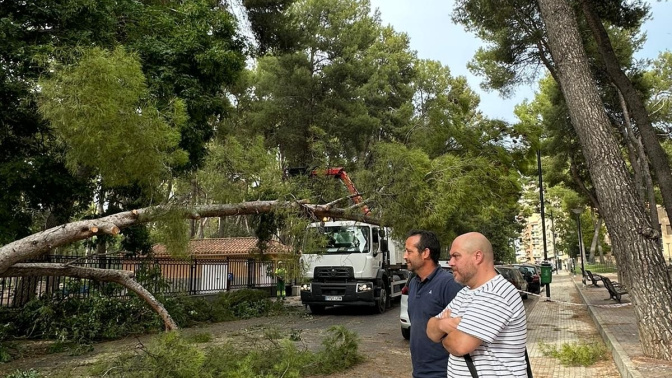 (Foto de ARCHIVO)El concejal de Proximidad, Carlos Calero, en la caída de un árbol en AlbaceteAY ALBACETE26/8/2023