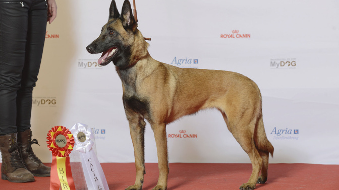 Imagen de archivo de un pastor belga malinois